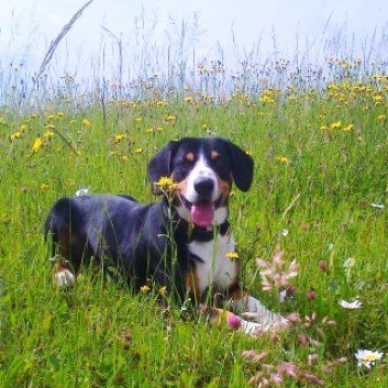 Das Bild zeigt den Hund eines unserer Kunden