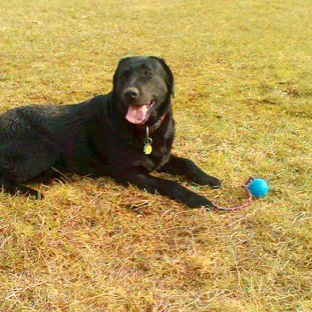 Das Bild zeigt den Hund eines unserer Kunden