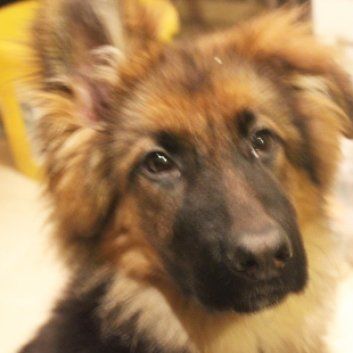 Das Bild zeigt den Hund eines unserer Kunden