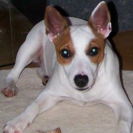 Das Bild zeigt den Hund eines unserer Kunden