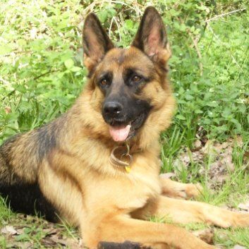 Das Bild zeigt den Hund eines unserer Kunden