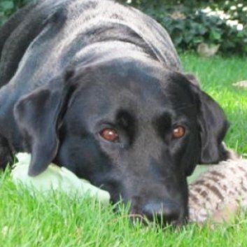 Das Bild zeigt den Hund eines unserer Kunden