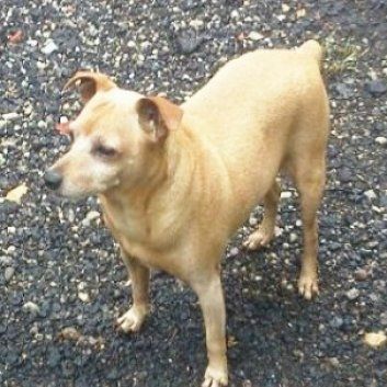 Das Bild zeigt den Hund eines unserer Kunden