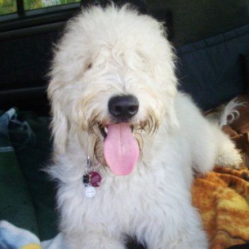 Das Bild zeigt den Hund eines unserer Kunden