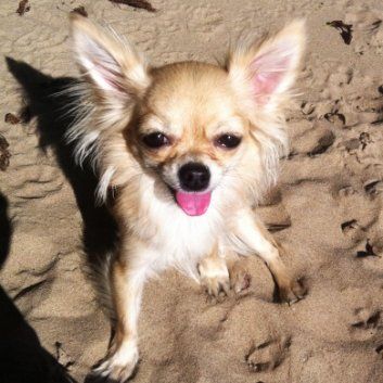 Das Bild zeigt den Hund eines unserer Kunden