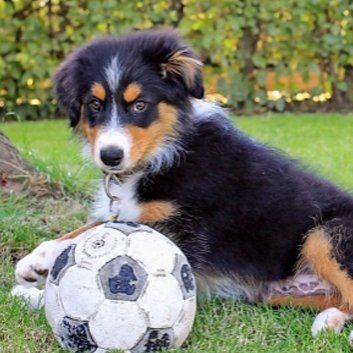 Das Bild zeigt den Hund eines unserer Kunden