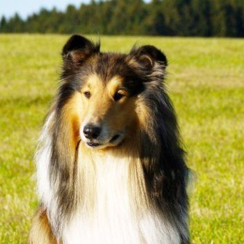 Das Bild zeigt den Hund eines unserer Kunden