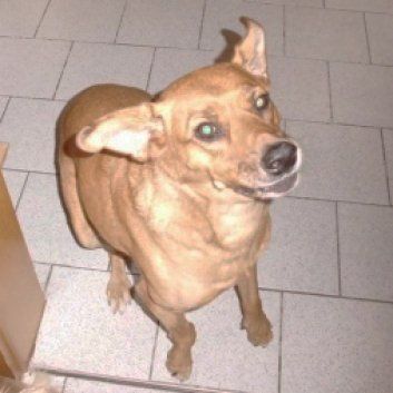 Das Bild zeigt den Hund eines unserer Kunden