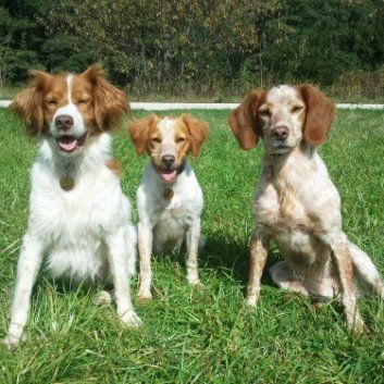 Das Bild zeigt den Hund eines unserer Kunden