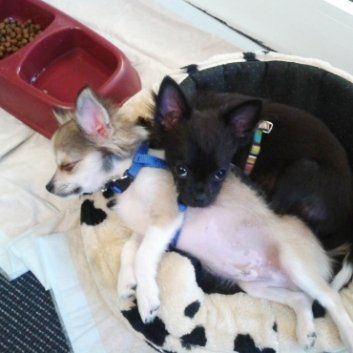 Das Bild zeigt den Hund eines unserer Kunden