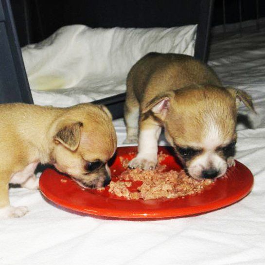 Das Bild zeigt den Hund eines unserer Kunden