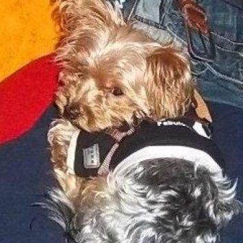 Das Bild zeigt den Hund eines unserer Kunden