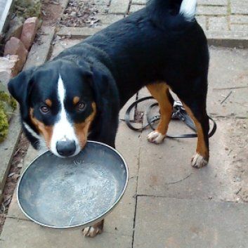 Das Bild zeigt den Hund eines unserer Kunden