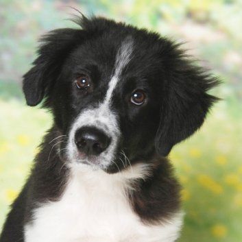 Das Bild zeigt den Hund eines unserer Kunden