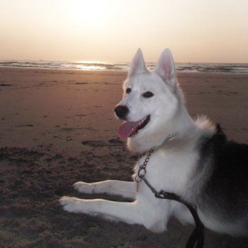 Das Bild zeigt den Hund eines unserer Kunden