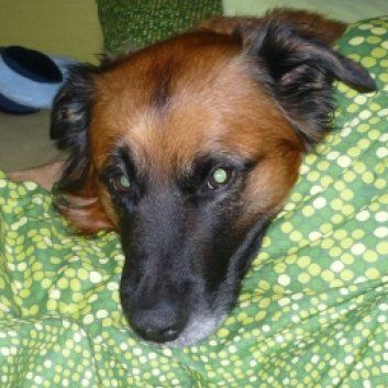 Das Bild zeigt den Hund eines unserer Kunden