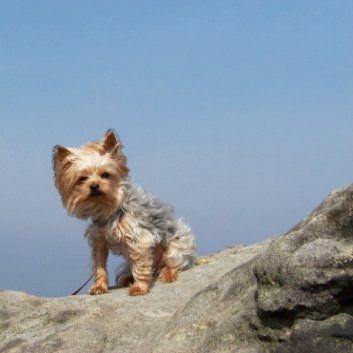 Das Bild zeigt den Hund eines unserer Kunden