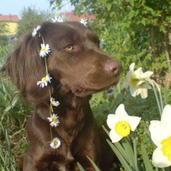 Das Bild zeigt den Hund eines unserer Kunden