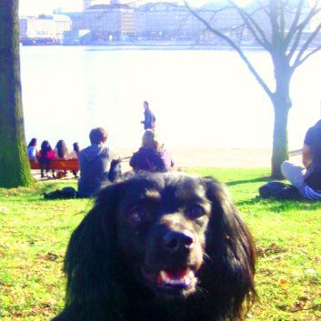 Das Bild zeigt den Hund eines unserer Kunden