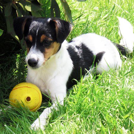 Das Bild zeigt den Hund eines unserer Kunden