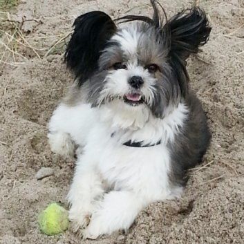 Das Bild zeigt den Hund eines unserer Kunden