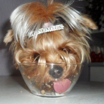 Das Bild zeigt den Hund eines unserer Kunden