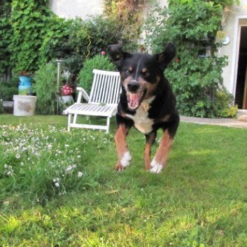 Das Bild zeigt den Hund eines unserer Kunden