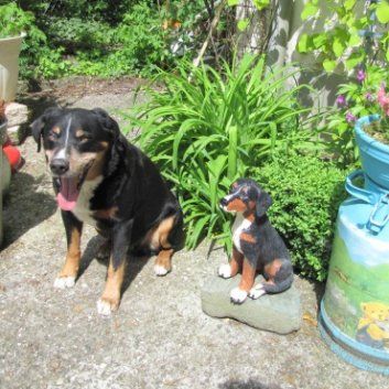 Das Bild zeigt den Hund eines unserer Kunden