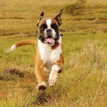 Das Bild zeigt den Hund eines unserer Kunden