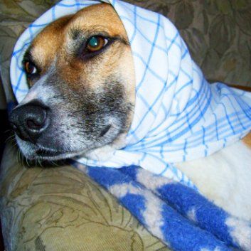 Das Bild zeigt den Hund eines unserer Kunden