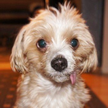 Das Bild zeigt den Hund eines unserer Kunden