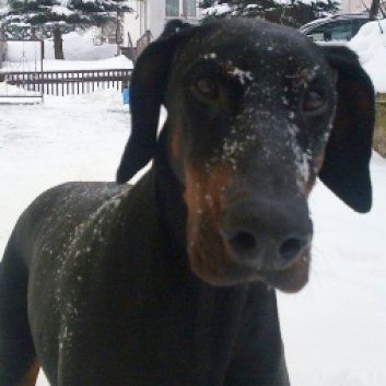 Das Bild zeigt den Hund eines unserer Kunden