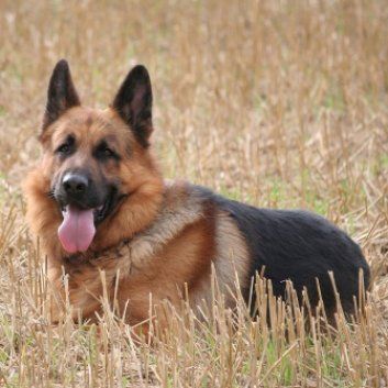 Das Bild zeigt den Hund eines unserer Kunden