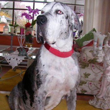 Das Bild zeigt den Hund eines unserer Kunden