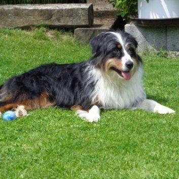 Das Bild zeigt den Hund eines unserer Kunden