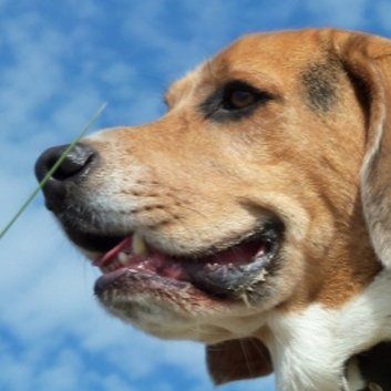 Das Bild zeigt den Hund eines unserer Kunden