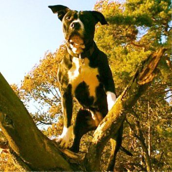 Das Bild zeigt den Hund eines unserer Kunden