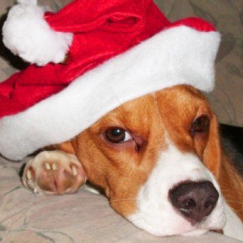 Das Bild zeigt den Hund eines unserer Kunden