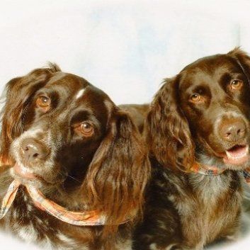 Das Bild zeigt den Hund eines unserer Kunden