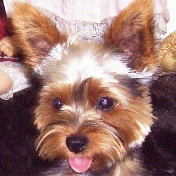 Das Bild zeigt den Hund eines unserer Kunden