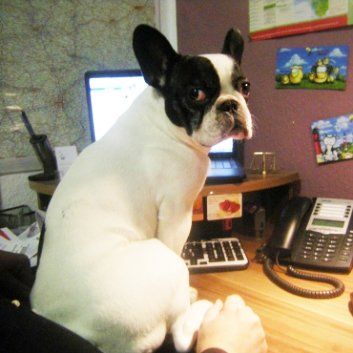 Das Bild zeigt den Hund eines unserer Kunden