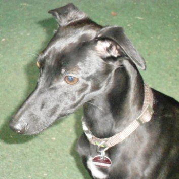 Das Bild zeigt den Hund eines unserer Kunden