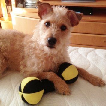 Das Bild zeigt den Hund eines unserer Kunden