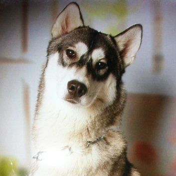 Das Bild zeigt den Hund eines unserer Kunden