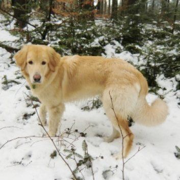 Das Bild zeigt den Hund eines unserer Kunden