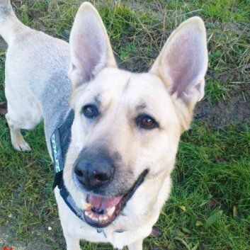 Das Bild zeigt den Hund eines unserer Kunden