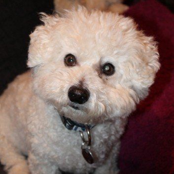 Das Bild zeigt den Hund eines unserer Kunden