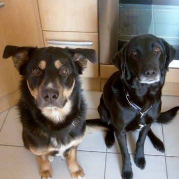 Das Bild zeigt den Hund eines unserer Kunden