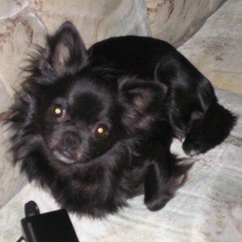 Das Bild zeigt den Hund eines unserer Kunden