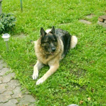 Das Bild zeigt den Hund eines unserer Kunden